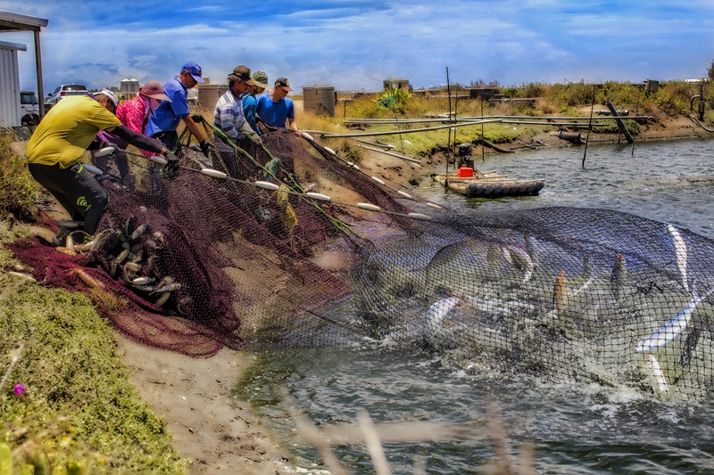 7月佳作-陳瀅全-豐收 拉網